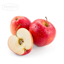 apple fruit fresh from China professional manufacture